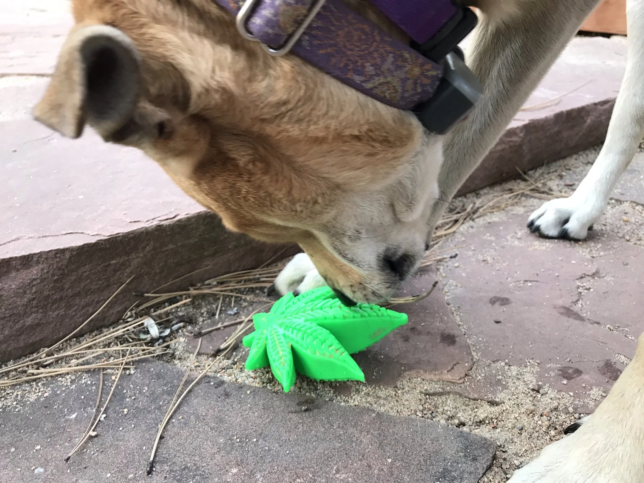 Happy Leaf Durable Nylon Dog Toy (Made in the USA) - Image 5