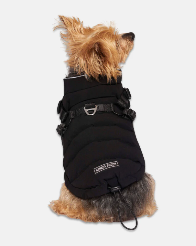 Harness Puffer Dog Jacket in Black (FINAL SALE) - Image 2