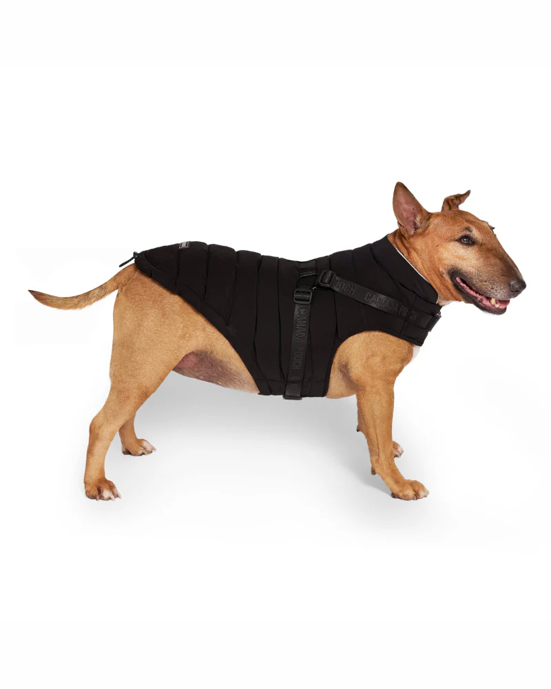Harness Puffer Dog Jacket in Black (FINAL SALE) - Image 5