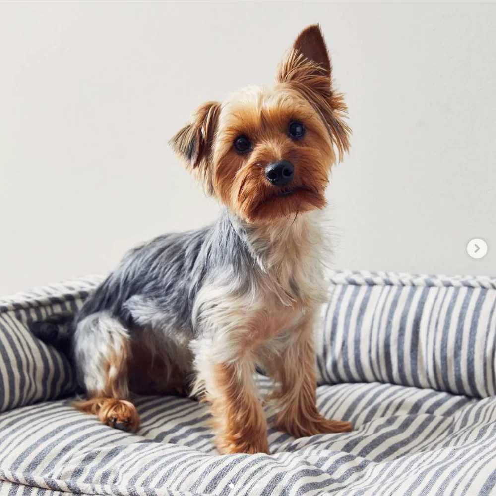 Ortho-Lounger Dog Bed (Direct-Ship) - Image 8