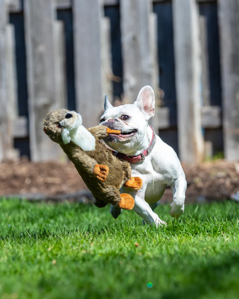 Harry the Otter Squeaky Plush Dog Toy - Image 3
