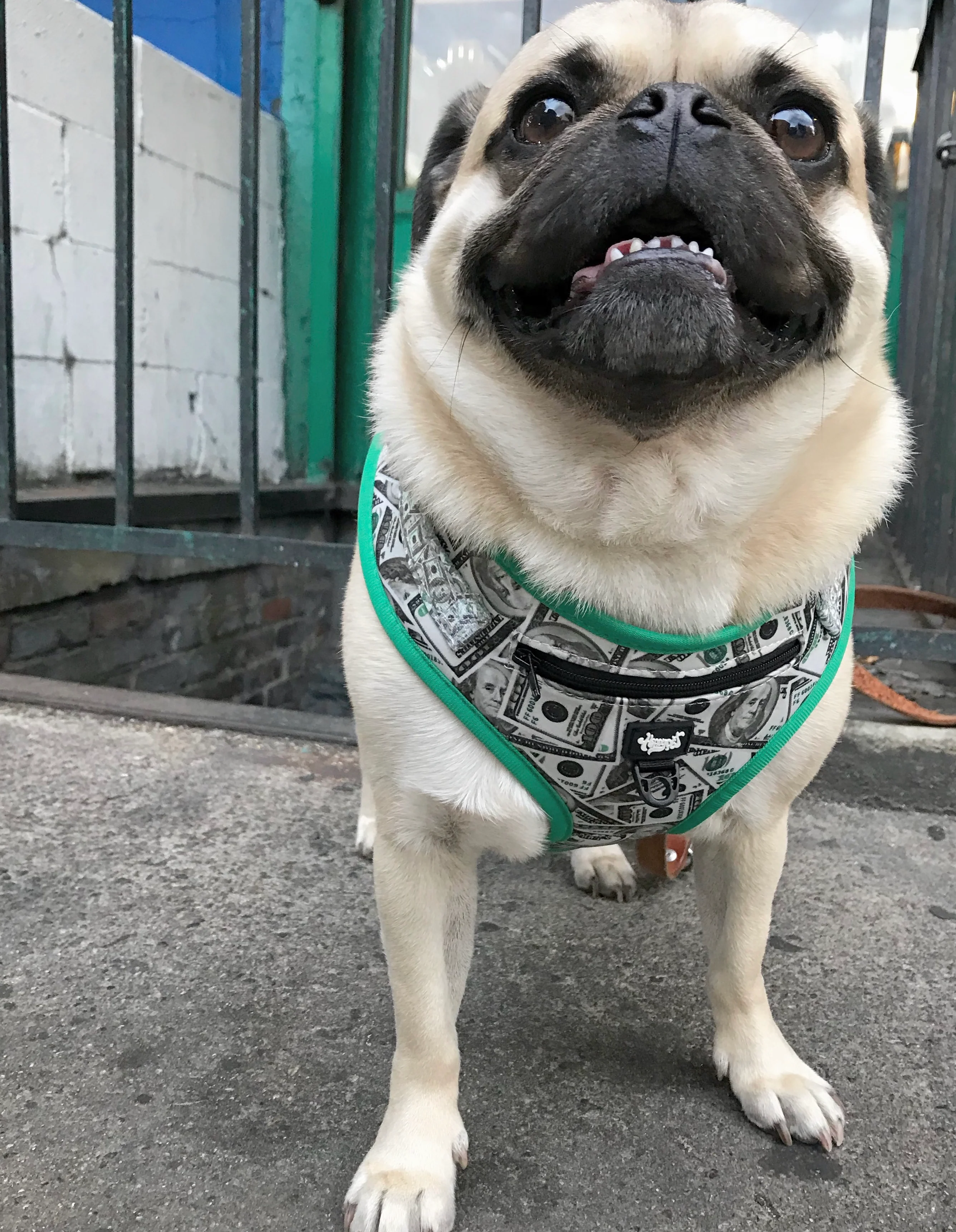 HEADY PET | Money Money Harness - Image 3