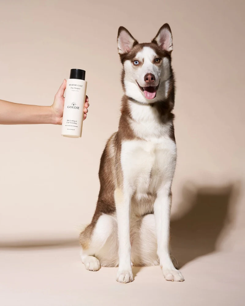 Healthy Coat Dog Shampoo - Image 3