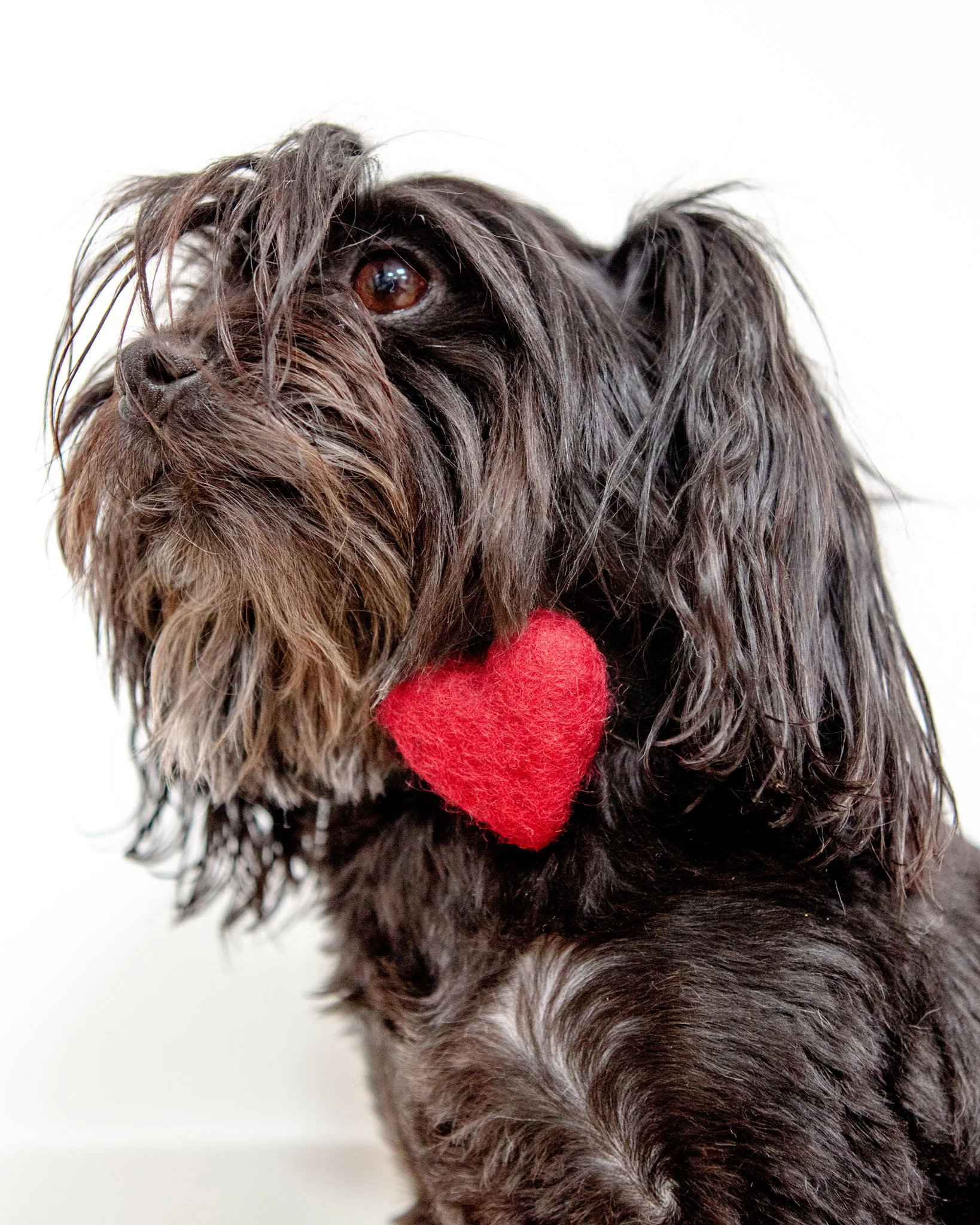 Heart Dog Collar Accessory in Red (Made in the USA) - Image 2