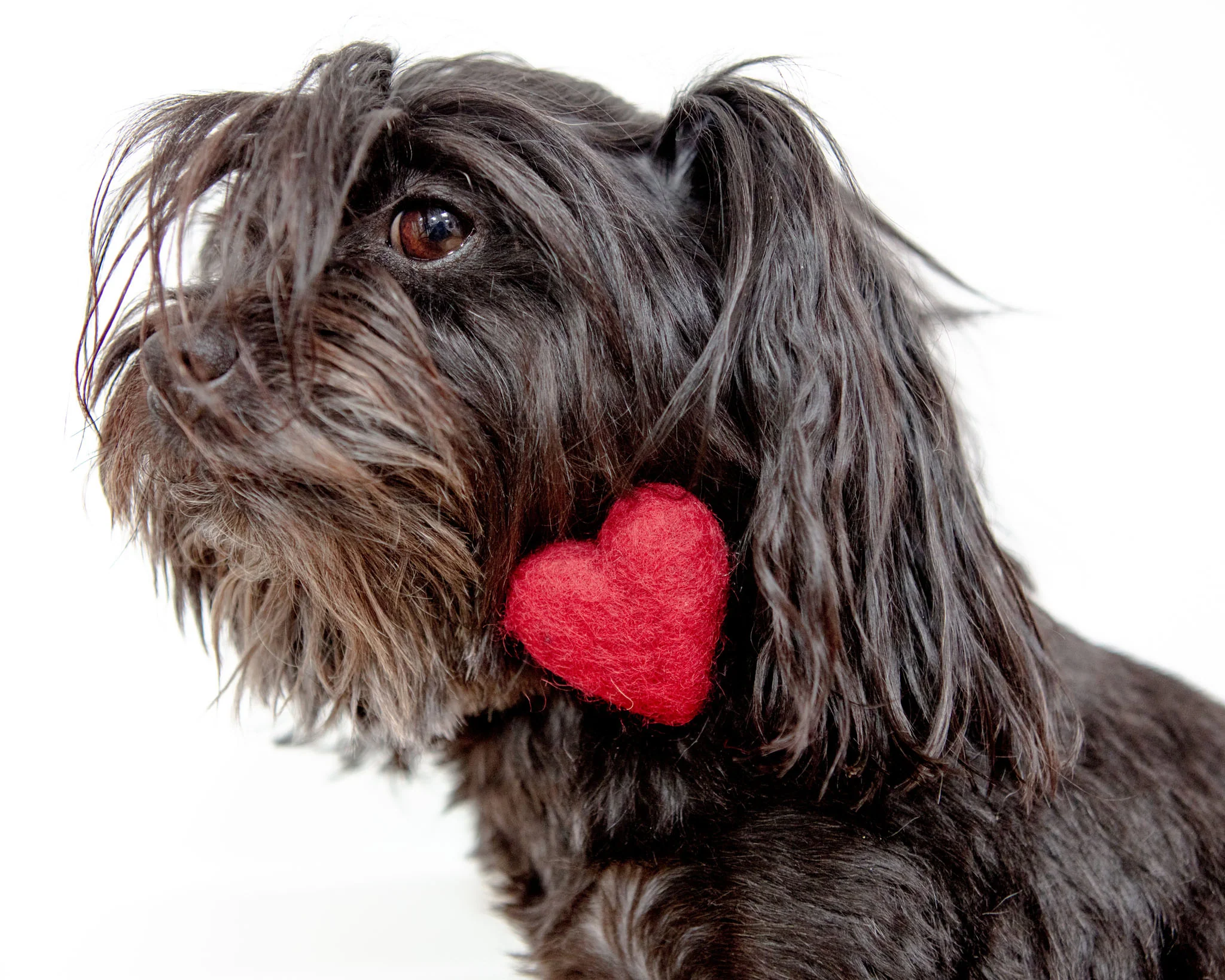 Heart Dog Collar Accessory in Red (Made in the USA) - Image 5