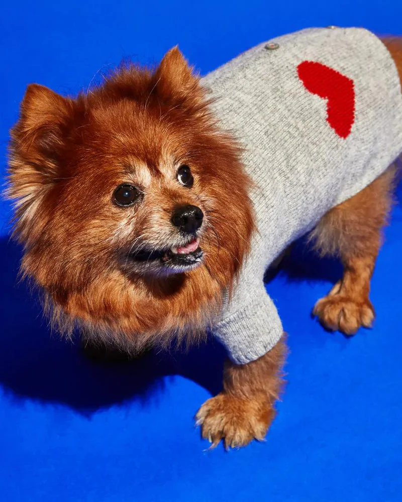 Heart Merino Wool Dog Cardigan Sweater in Grey (FINAL SALE) - Image 7
