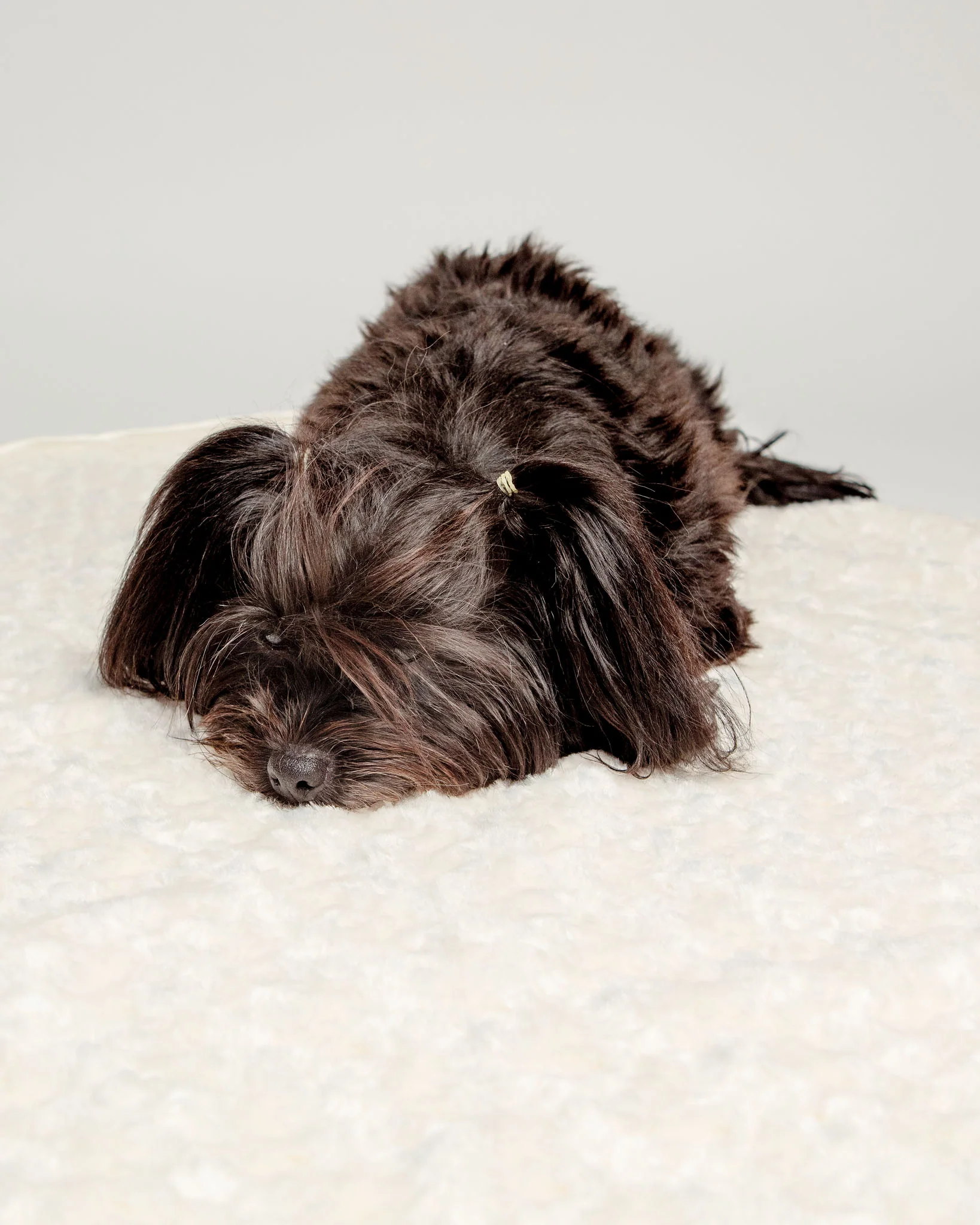 Rosebud Dog Blanket in Cream (Made in the USA) - Image 3