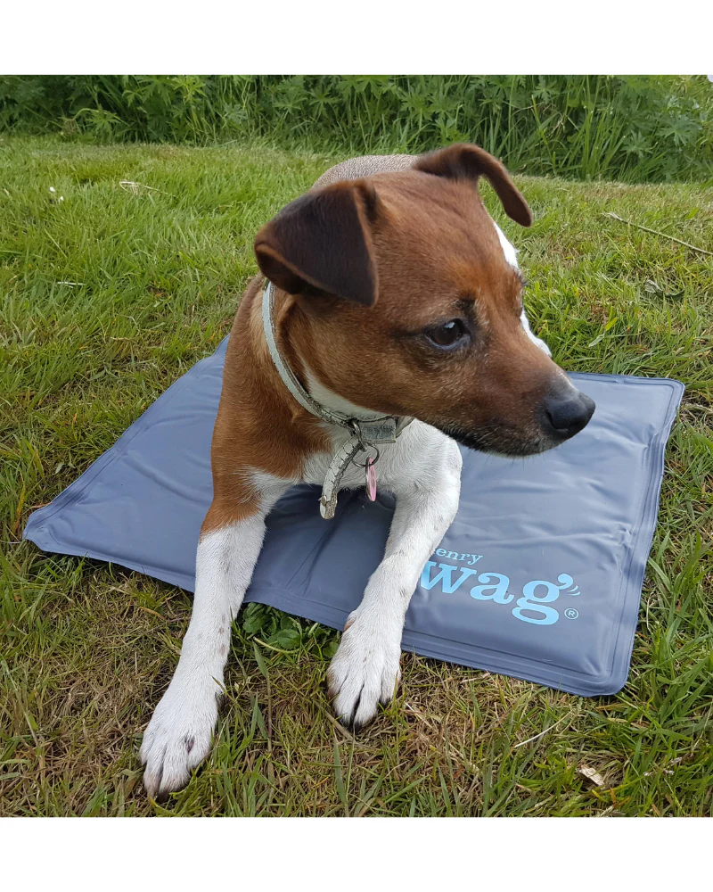 Gel Cooling Mat (for Cooler Dogs!) - Image 2