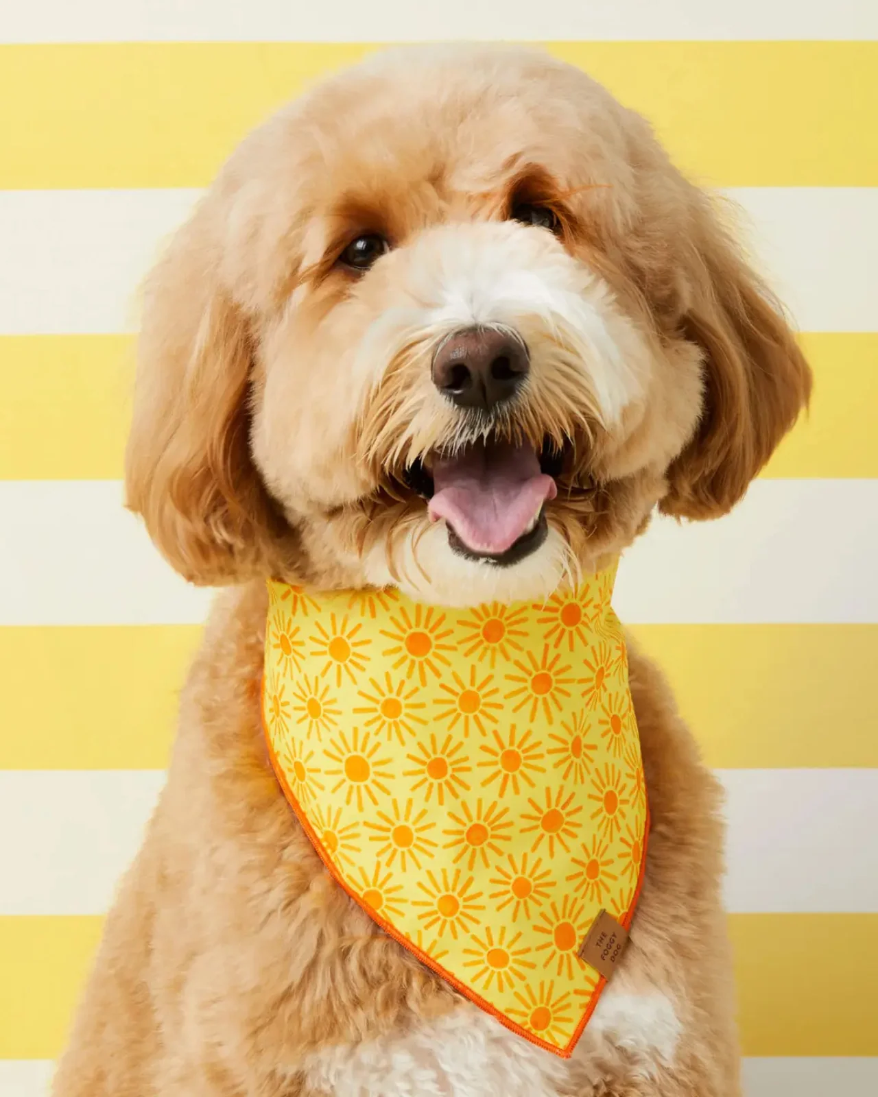 Here Comes the Sun Dog Bandana (Made in the USA) (FINAL SALE)