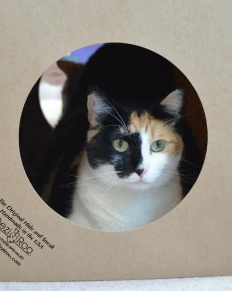 Hide and Sneak Cat Toy Tunnel (Made in the USA) - Image 3