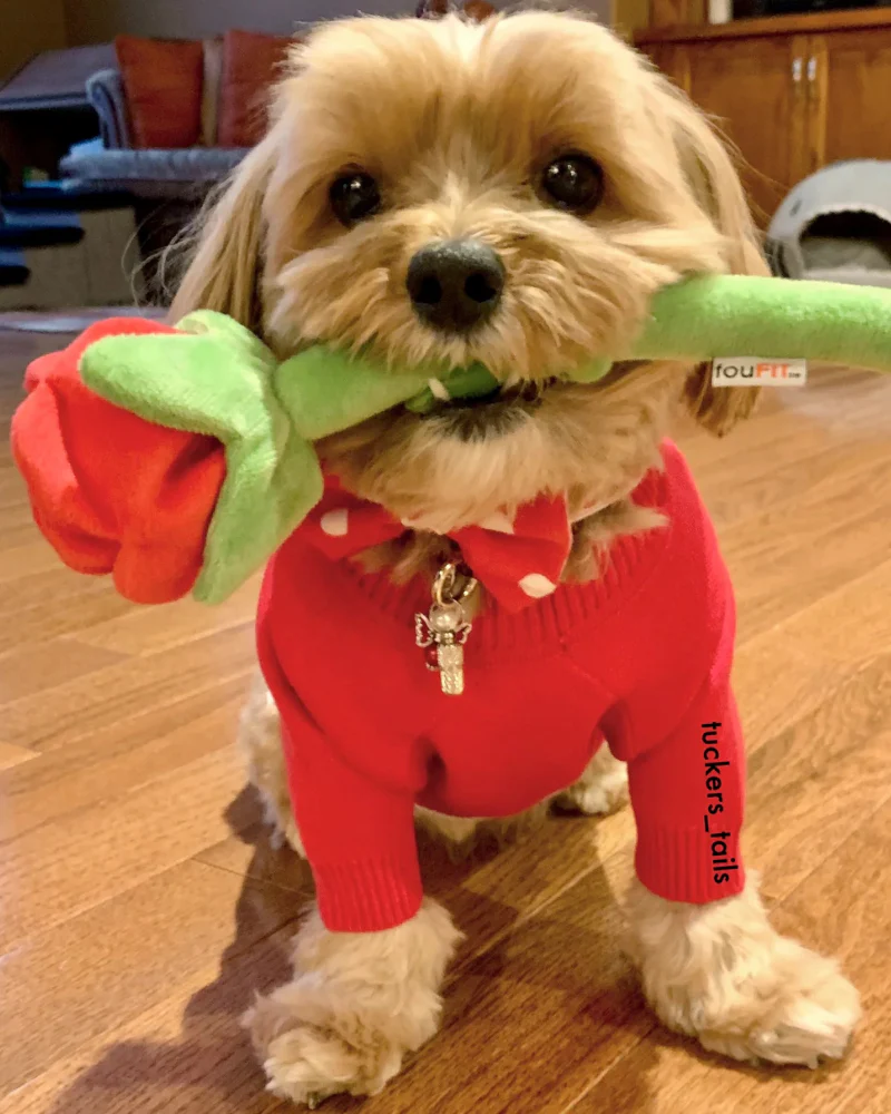Hide 'N Seek Rose Plush Dog Toy - Image 10