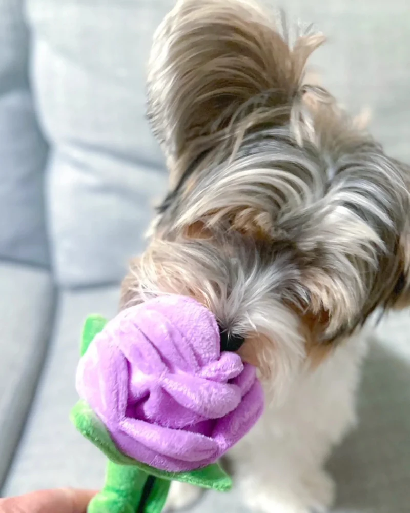 Hide 'N Seek Rose Plush Dog Toy - Image 4