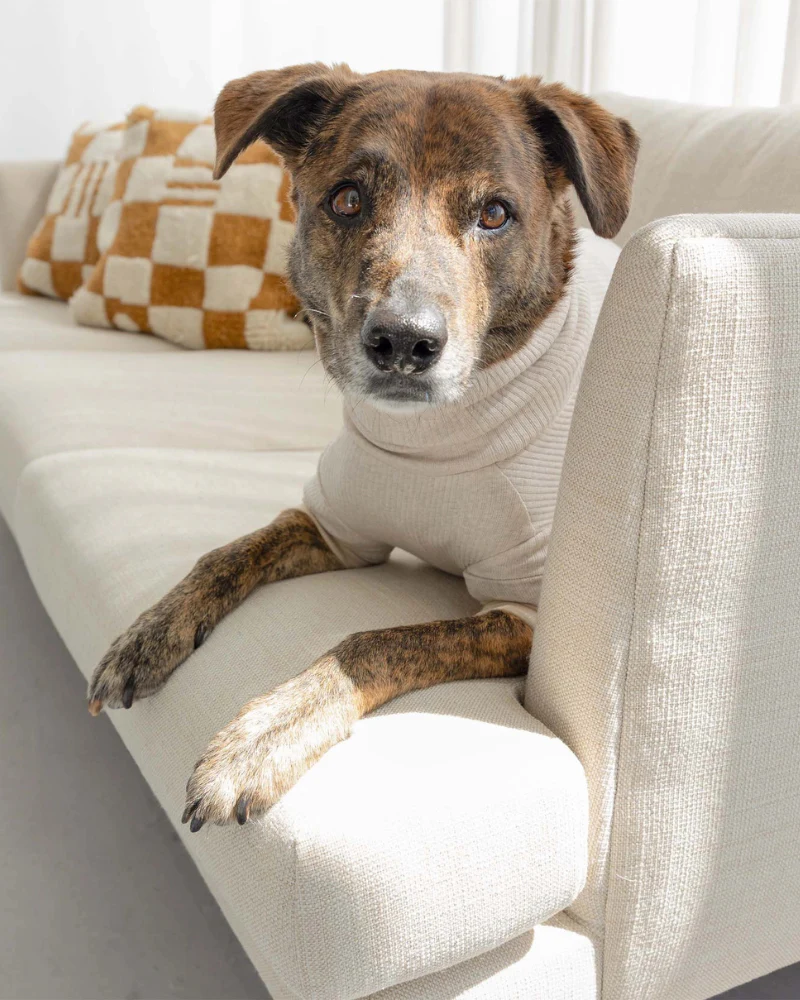High-Neck Dog Onesie in Beige - Image 4