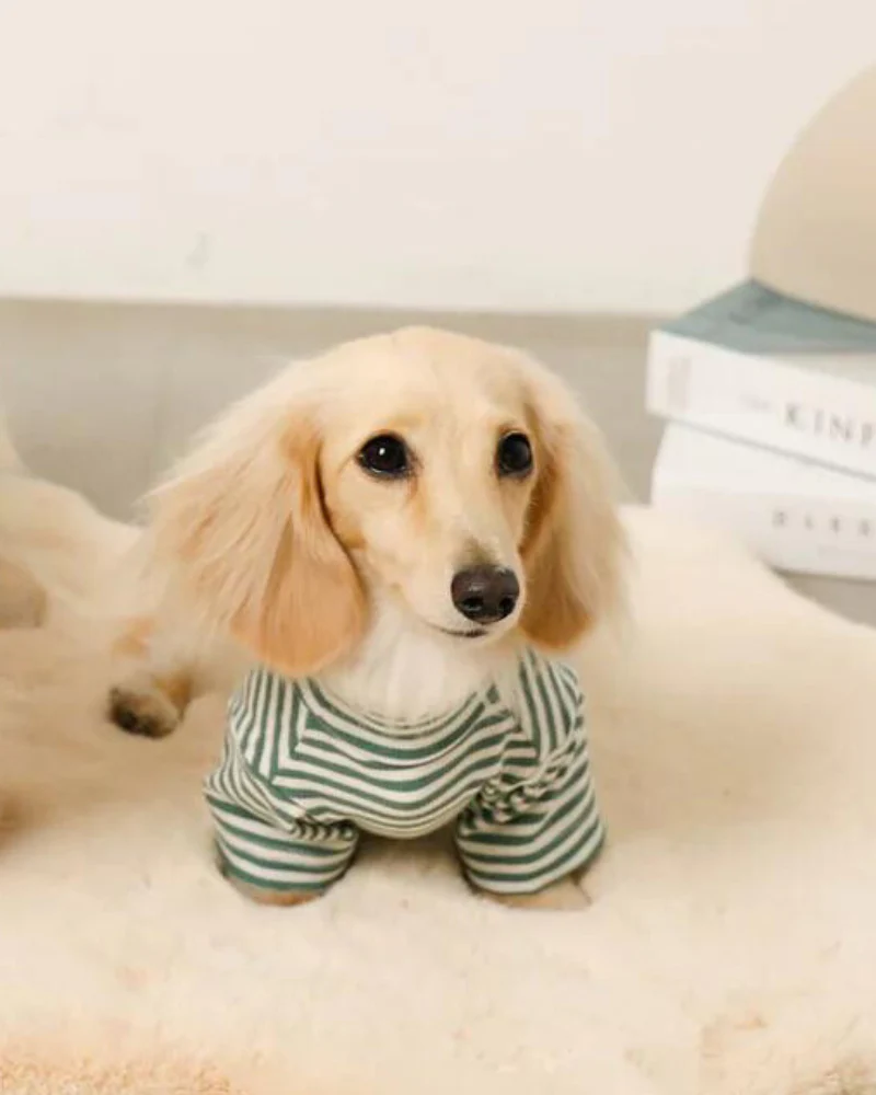 High Neck Striped Dog Shirt - Image 3
