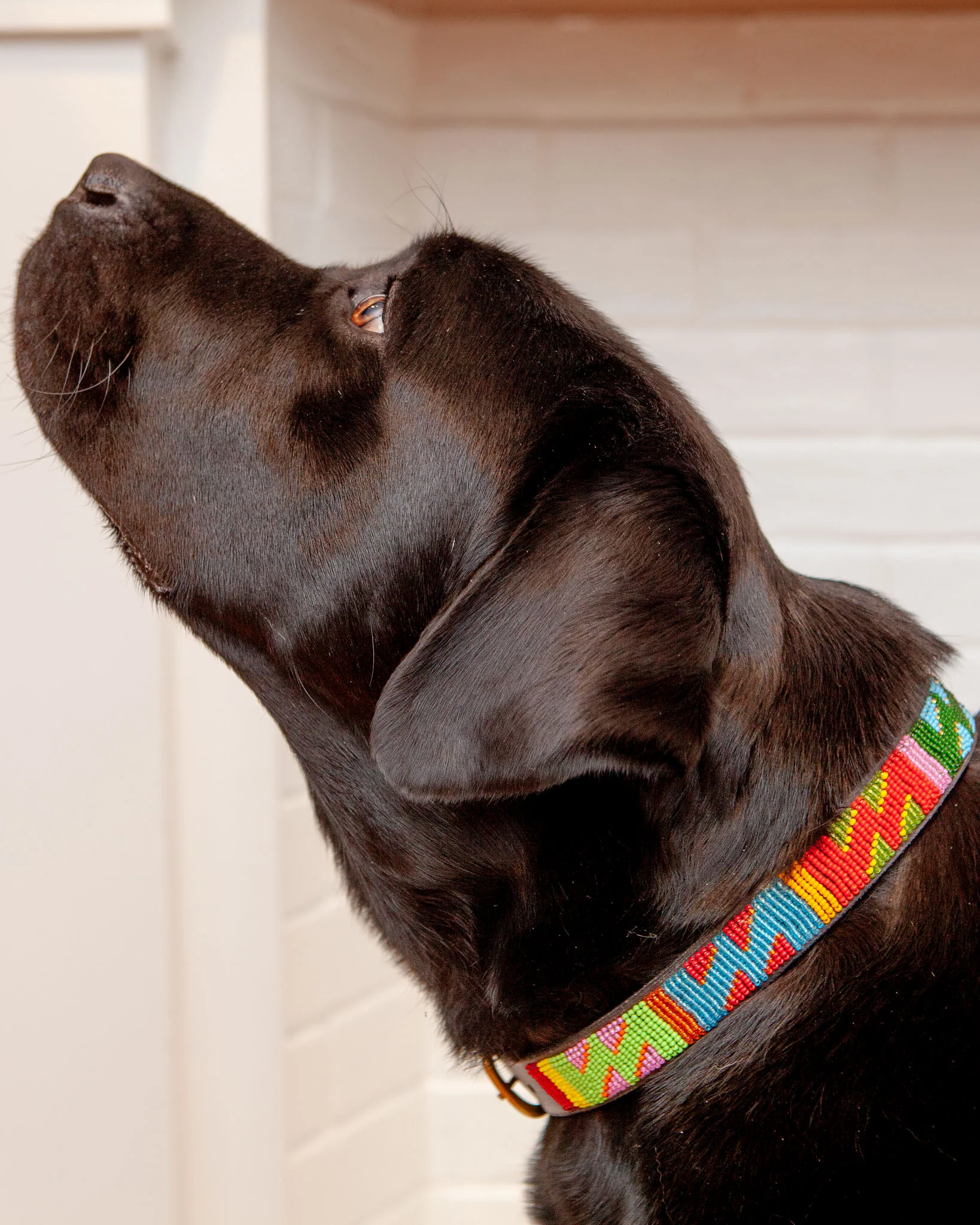 Hippo Circus Beaded Leather Dog Collar (FINAL SALE) - Image 2