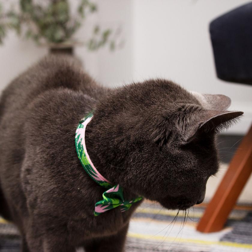 HIRO + WOLF | Combs Cat Collar - Image 4