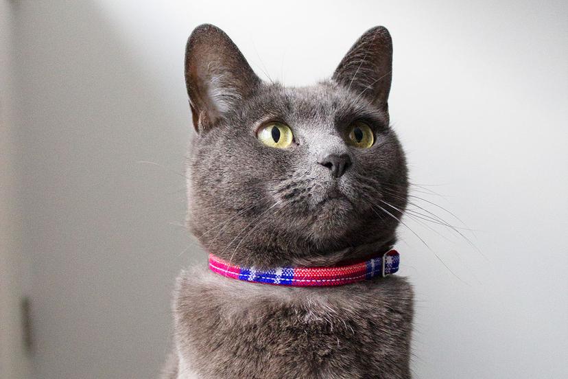 HIRO + WOLF | Shuka Red Cat Collar - Image 3