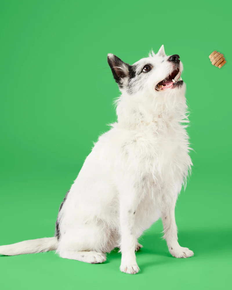 Hive Chew Dog Treats (Made in the USA) - Image 10
