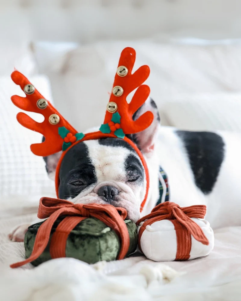 Holiday Box Christmas Squeaky Dog Toy - Image 9