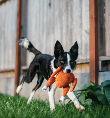 Plush Squeaky Turkey Dog Toy - Image 2