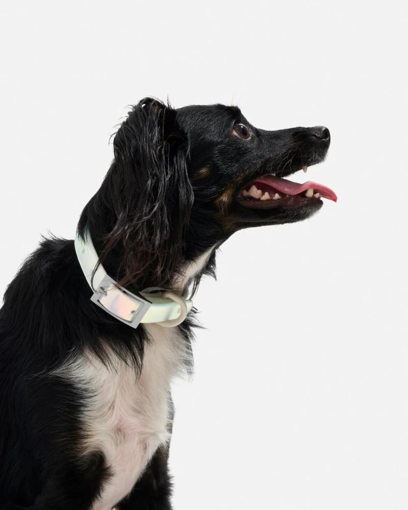 Holographic Lunar Dog Collar (FINAL SALE) - Image 6