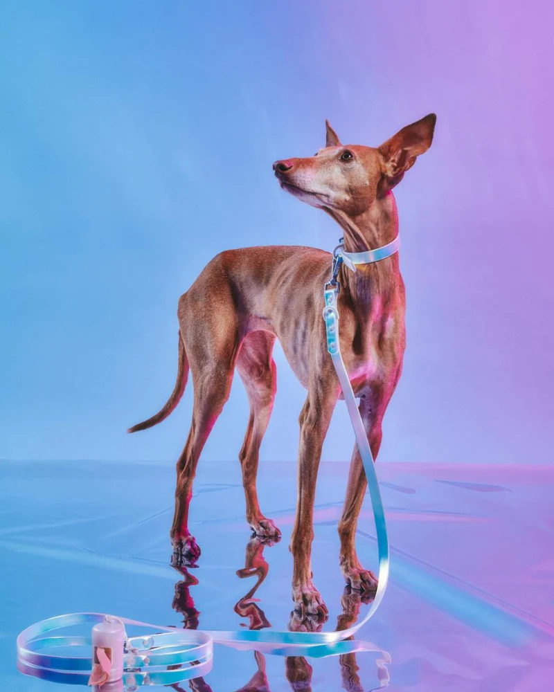Holographic Lunar Dog Collar (FINAL SALE) - Image 7