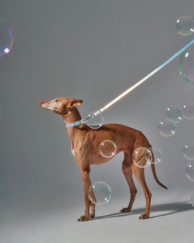 Holographic Lunar Dog Collar (FINAL SALE) - Image 8
