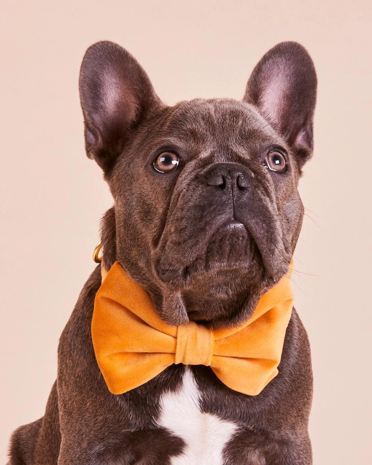 Honey Velvet Dog Bow Tie (Made in the USA) (FINAL SALE)
