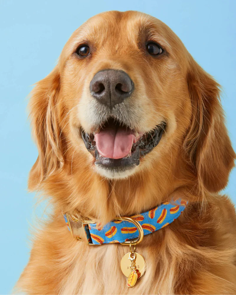 Hot Diggity Dog Collar