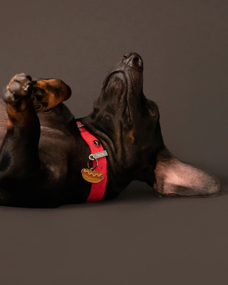 Hot Dog Custom Pet ID Tag - Image 6