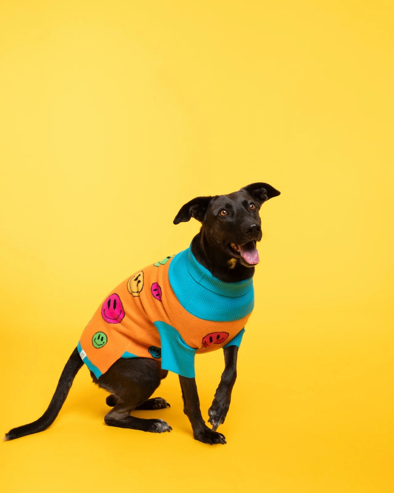 How Are You Feeling? Dog Sweater - Image 4