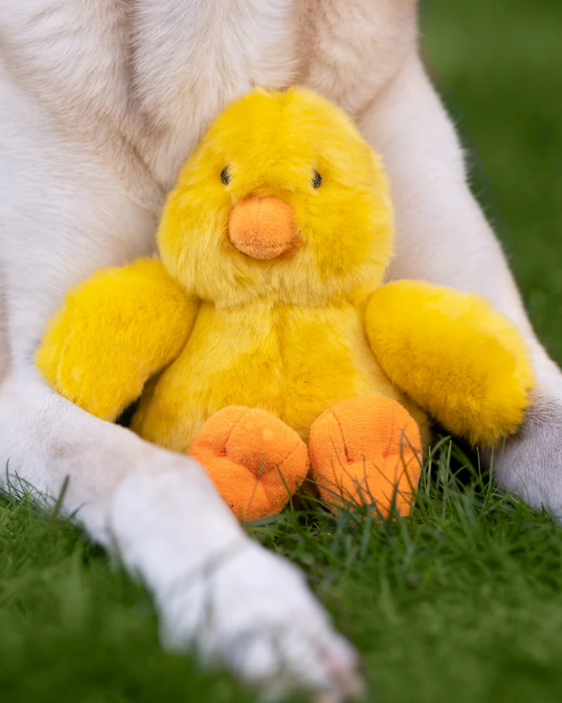 Howie Duck Plush Squeaky Dog Toy - Image 3