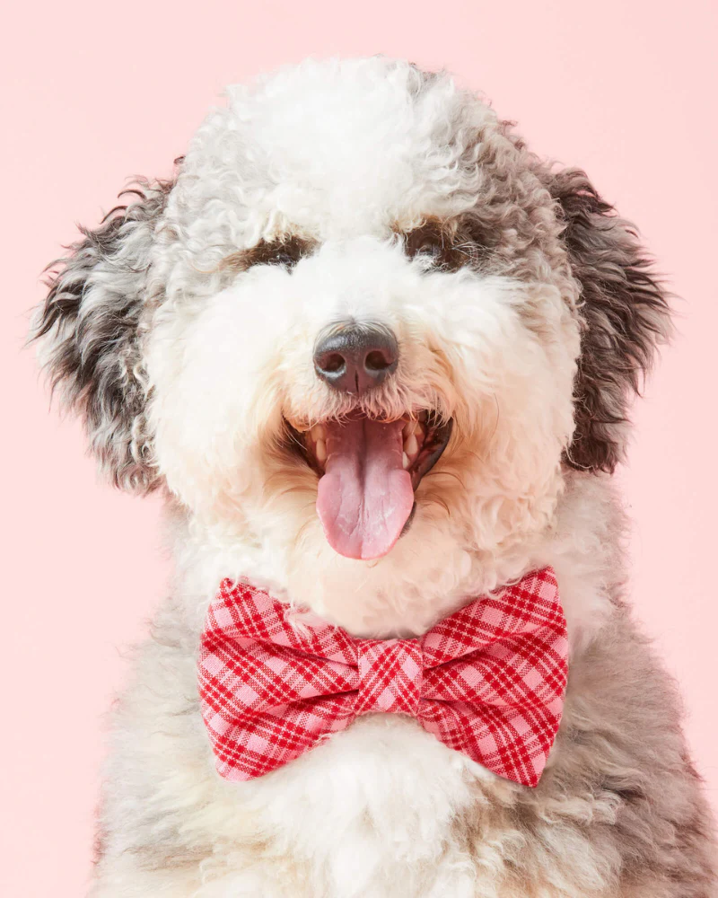 HTH x TFD Katherine Dog Bow Tie (Made in the USA) (FINAL SALE)