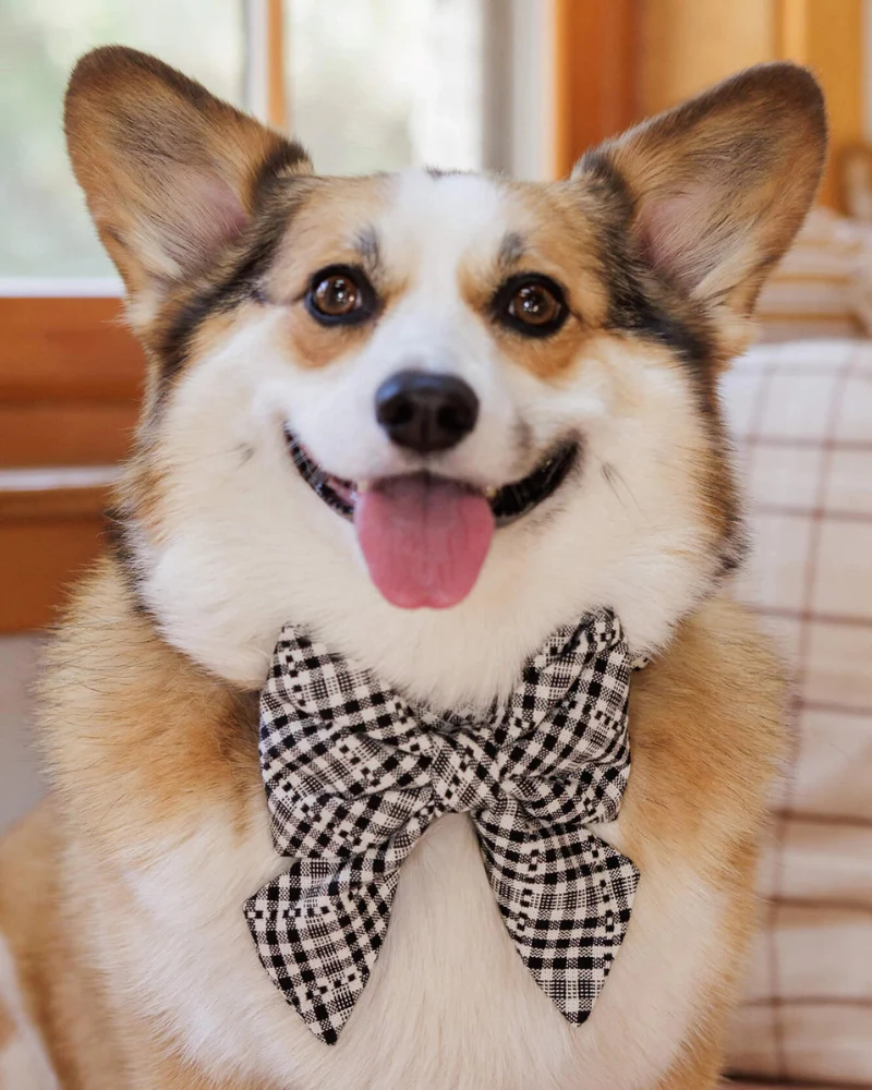 HTH X TFD Soho Black Lady Dog Bow (FINAL SALE)