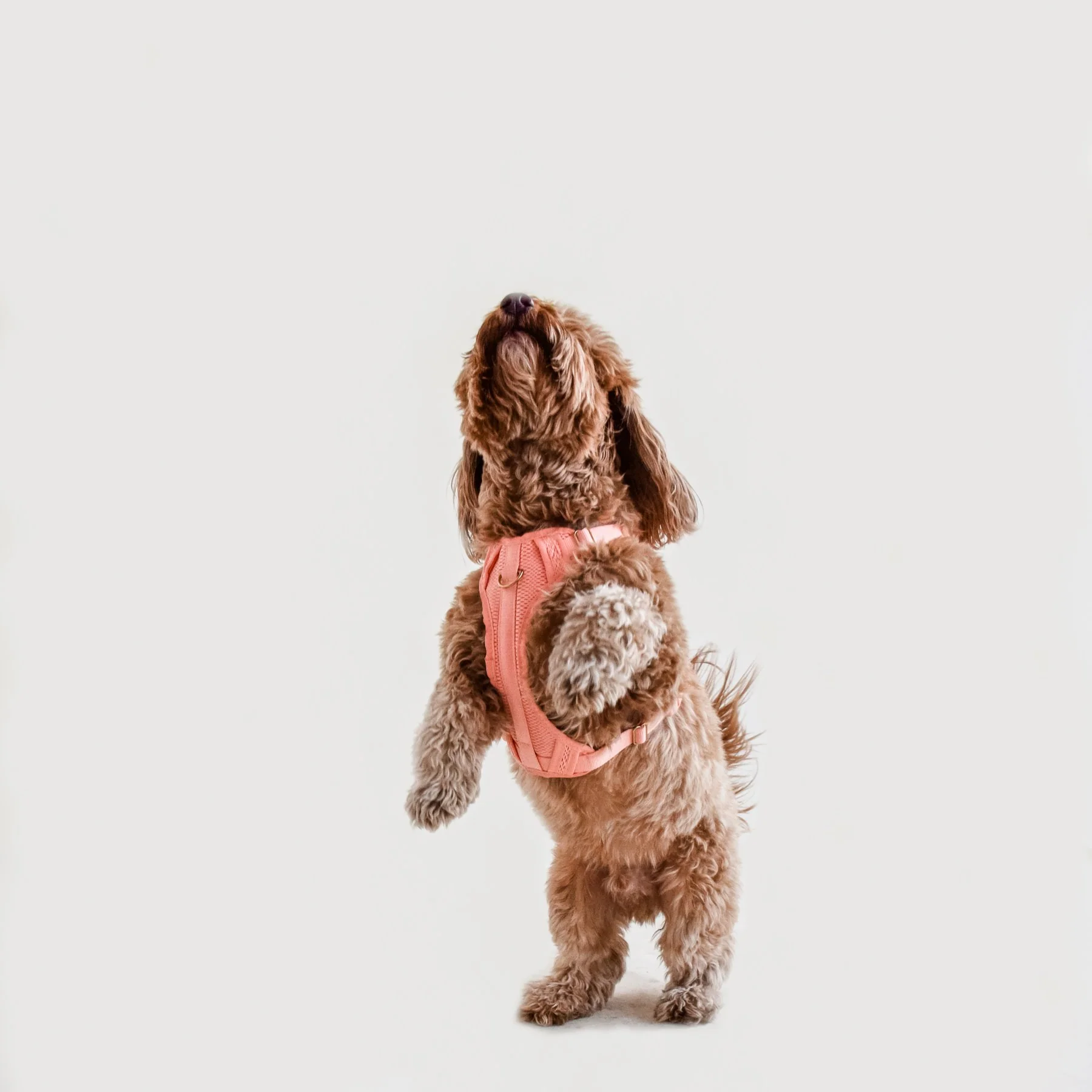 Huggie Dog Harness in Peach - Image 3