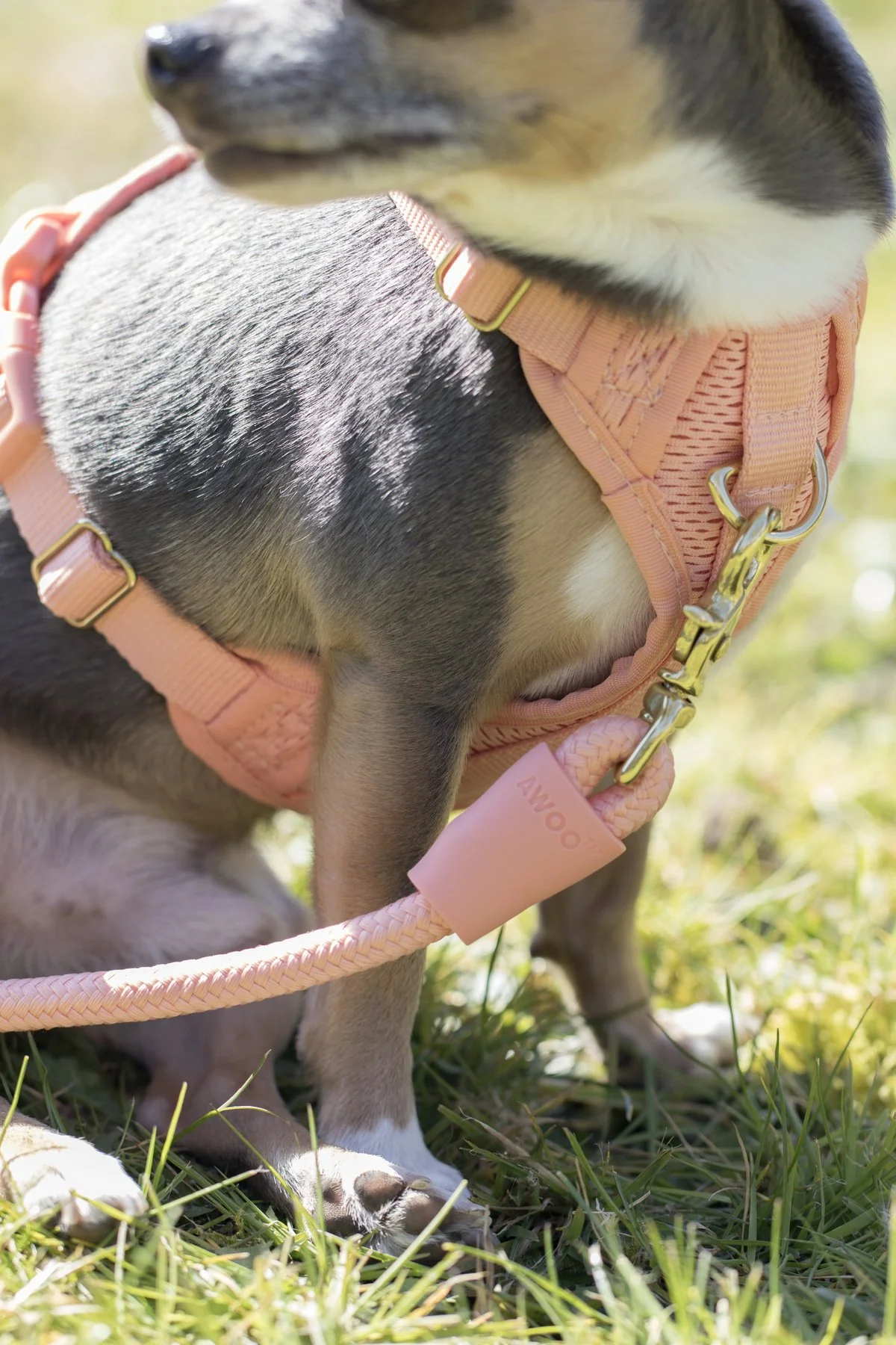 Huggie Dog Harness in Peach - Image 4
