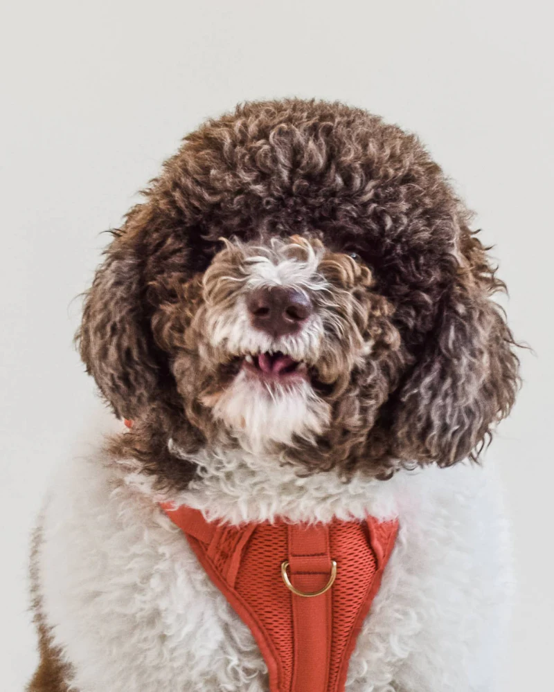 Huggie Dog Harness in Spice<br>(FINAL SALE) - Image 4
