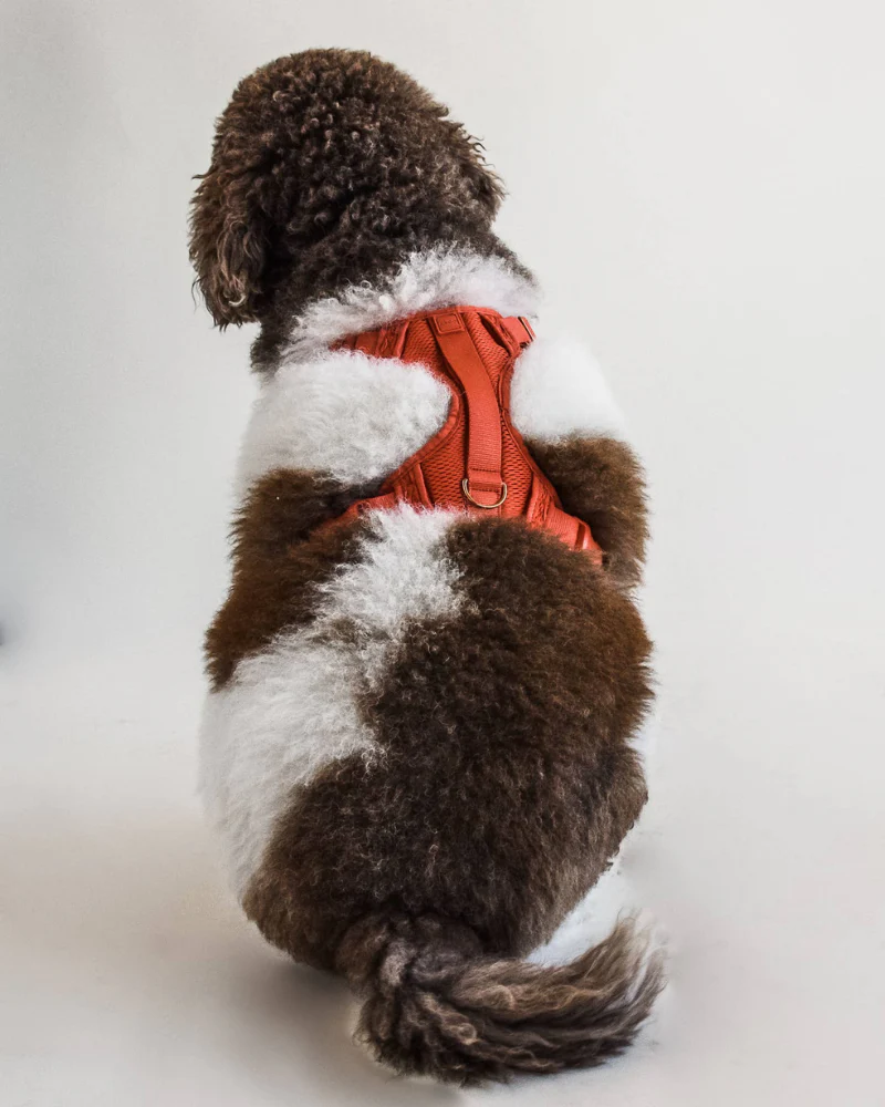 Huggie Dog Harness in Spice<br>(FINAL SALE) - Image 5