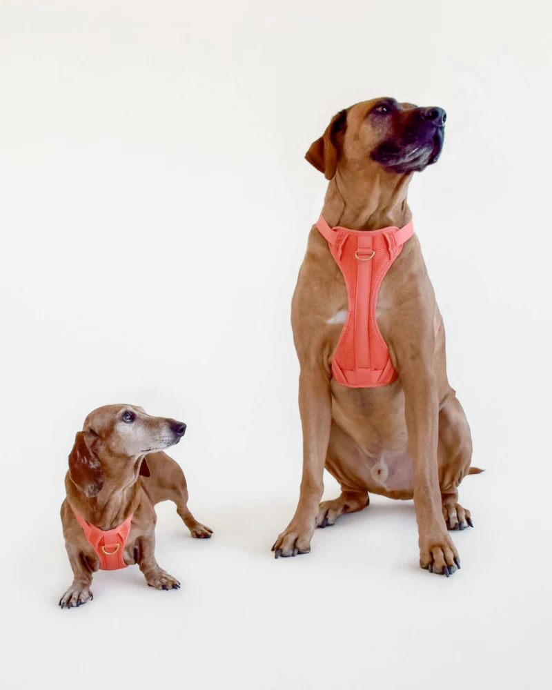 Huggie Dog Harness in Spice<br>(FINAL SALE) - Image 6