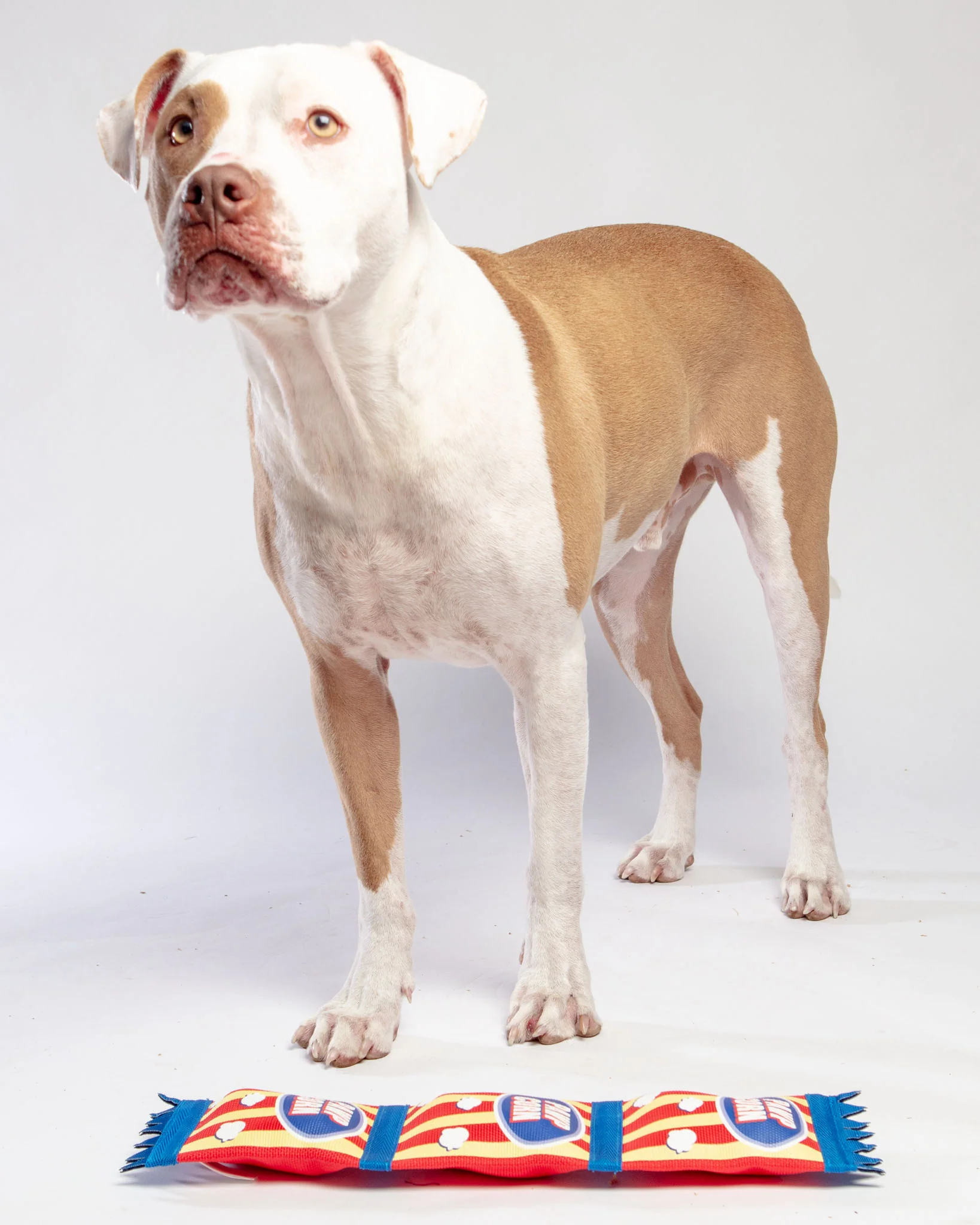 Super Firehose Pawpcorn Dog Toy - Image 4