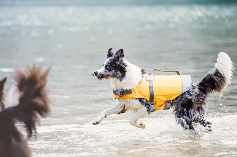 Life Savior Dog Life Jacket in Golden Yellow (FINAL SALE) - Image 7