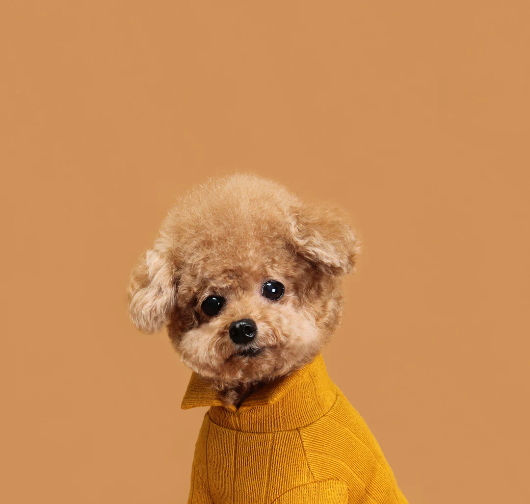 HUTS & BAY | Knit Collar Shirt in Mustard - Image 6
