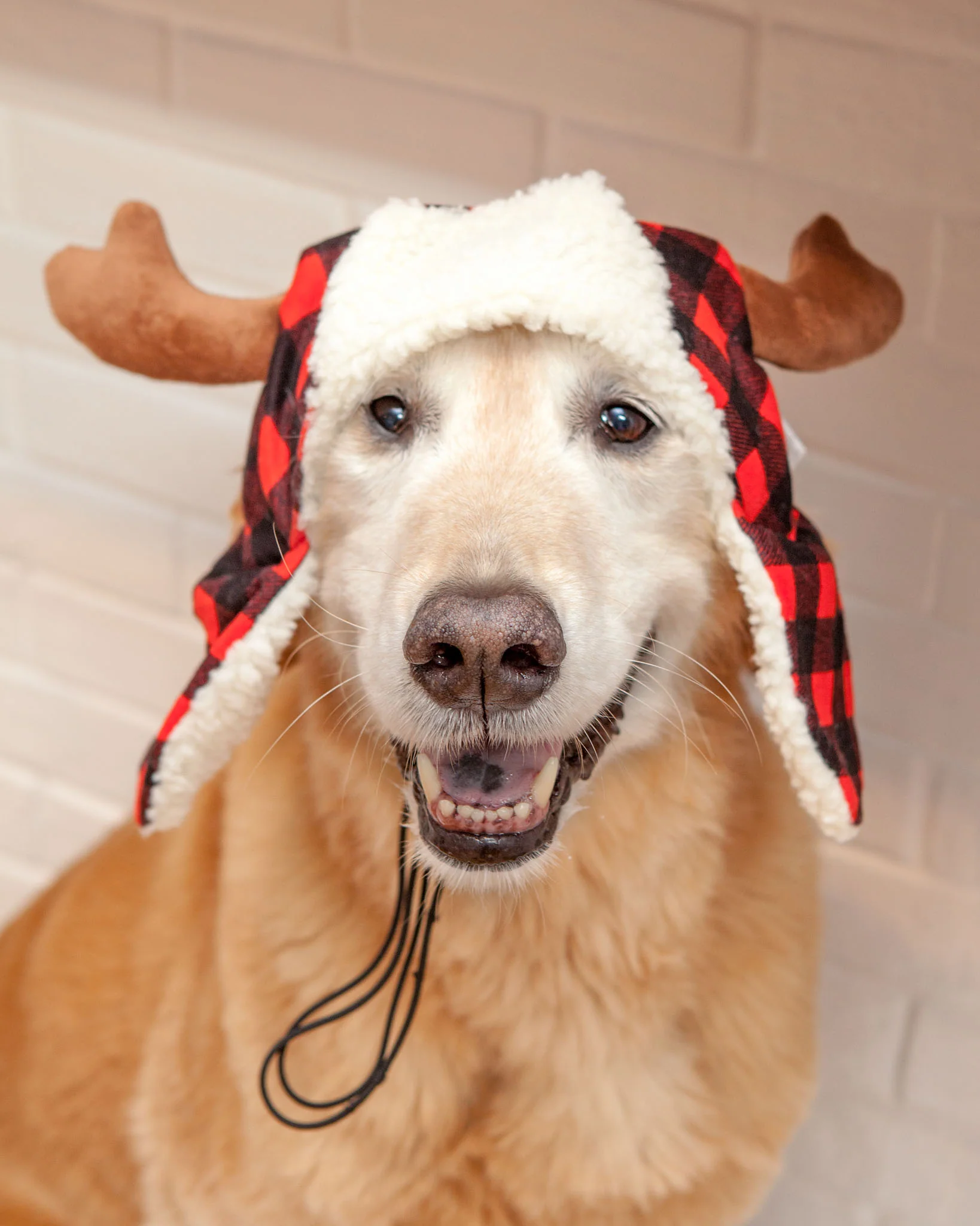 Buffalo Check and Antler Winter Dog Hat - Image 3