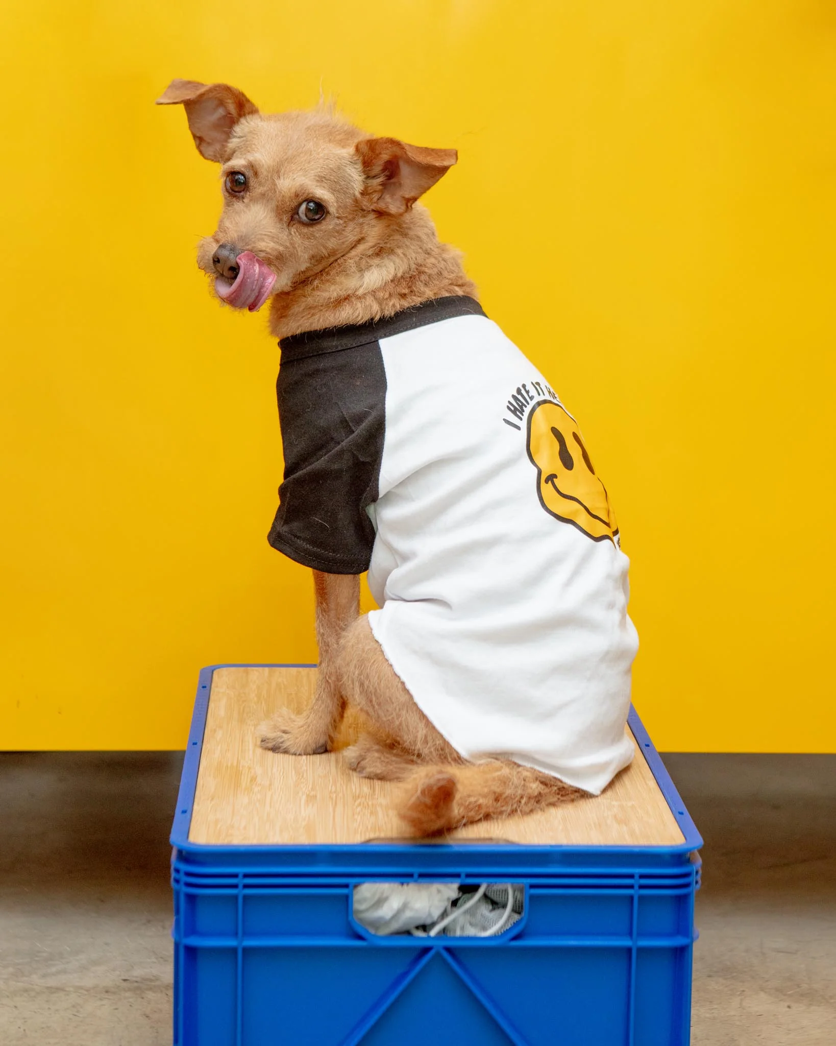 *I Hate it Here* Graphic Dog T-Shirt (FINAL SALE) - Image 2