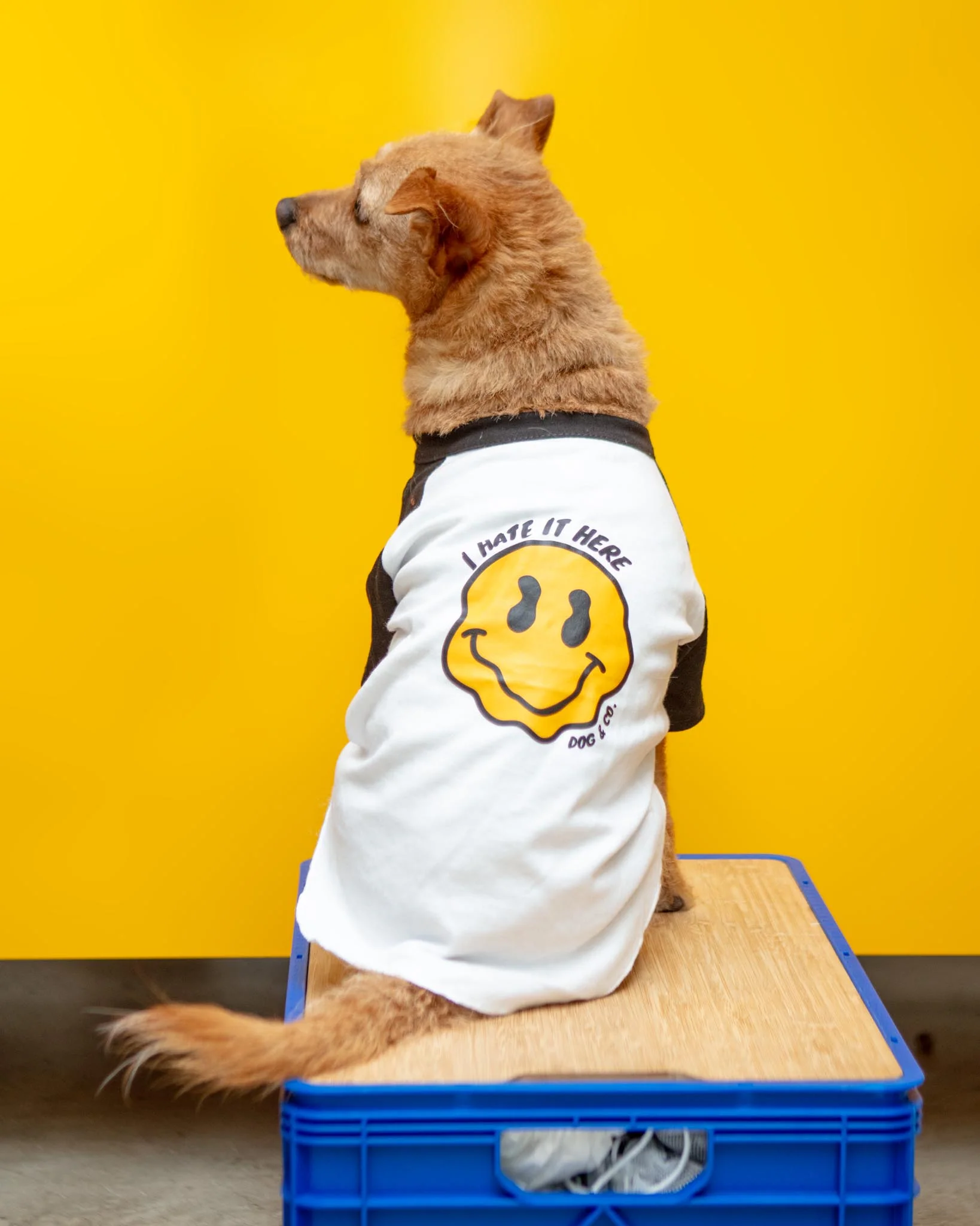*I Hate it Here* Graphic Dog T-Shirt (FINAL SALE) - Image 3