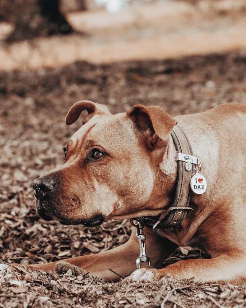 I Love Dad Custom Circle Pet ID Tag - Image 2