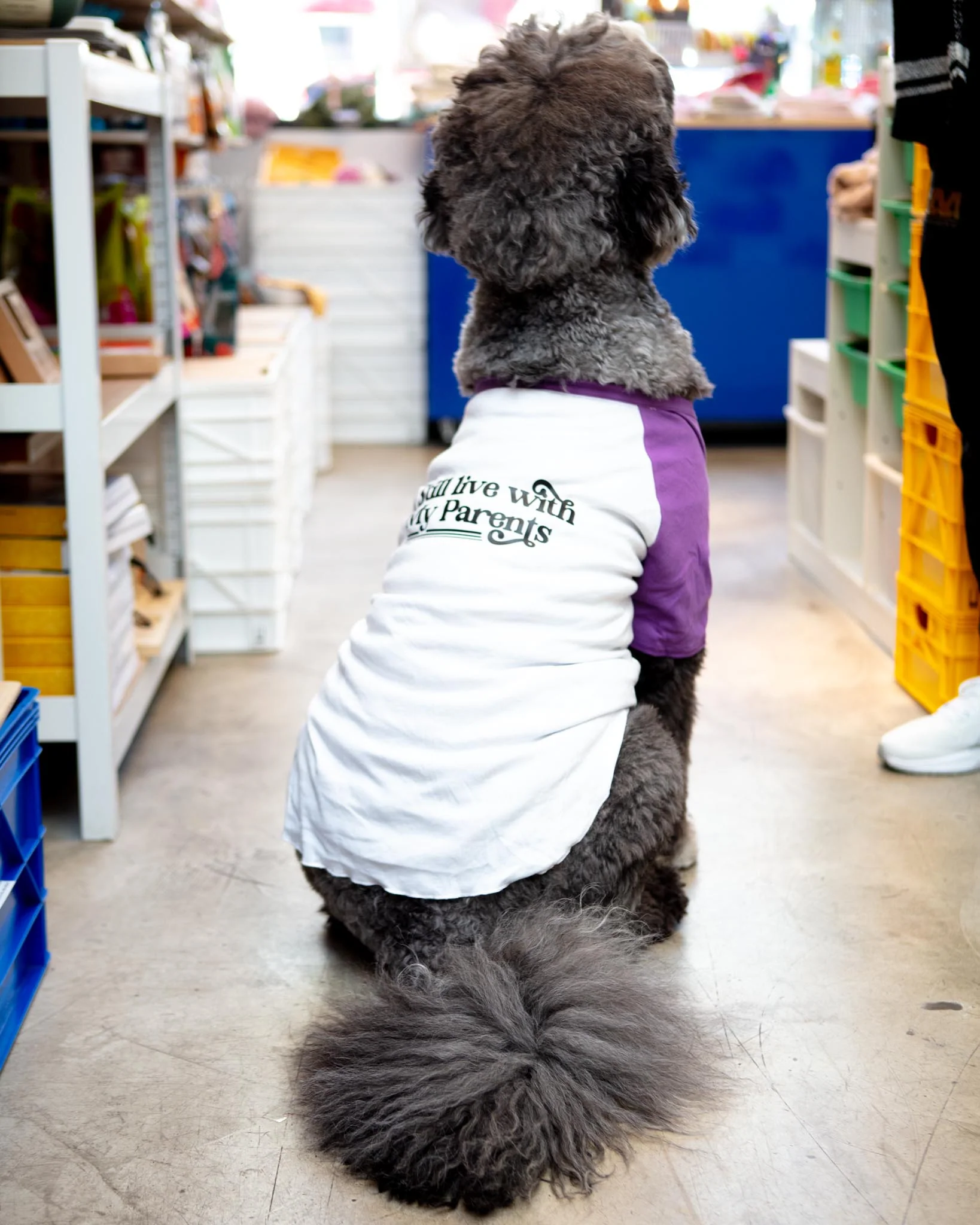 *I Still Live with My Parents* Graphic Dog T-Shirt - Image 4