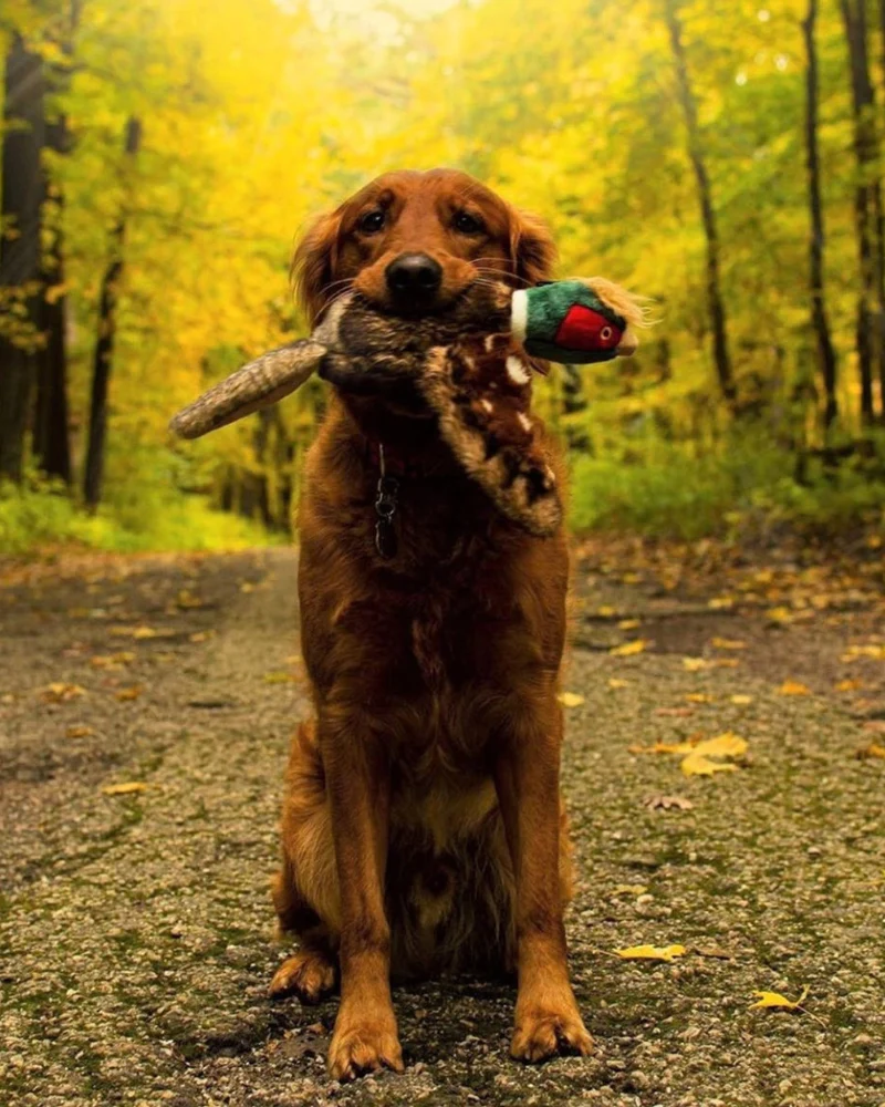 Ike Pheasant Squeaky Dog Plush Toy - Image 5