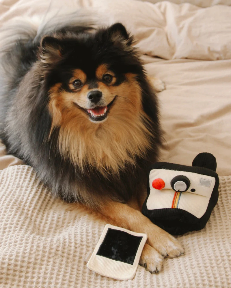 Instant Camera Enrichment Dog Toy - Image 2