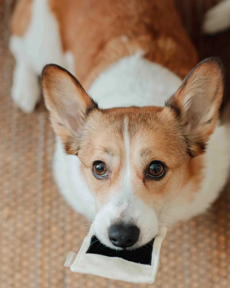 Instant Camera Enrichment Dog Toy - Image 4
